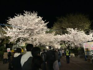 王子公園の桜の通り抜けに・・・